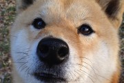 梦到大蛇什么征兆解梦？是凶兆还是吉兆？