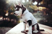 八字称骨算命，科学还是迷信？